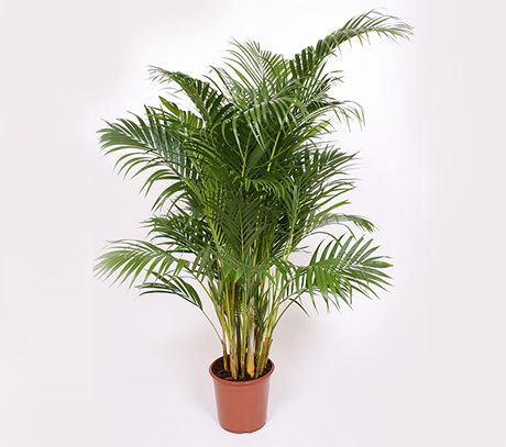 C.lutescens