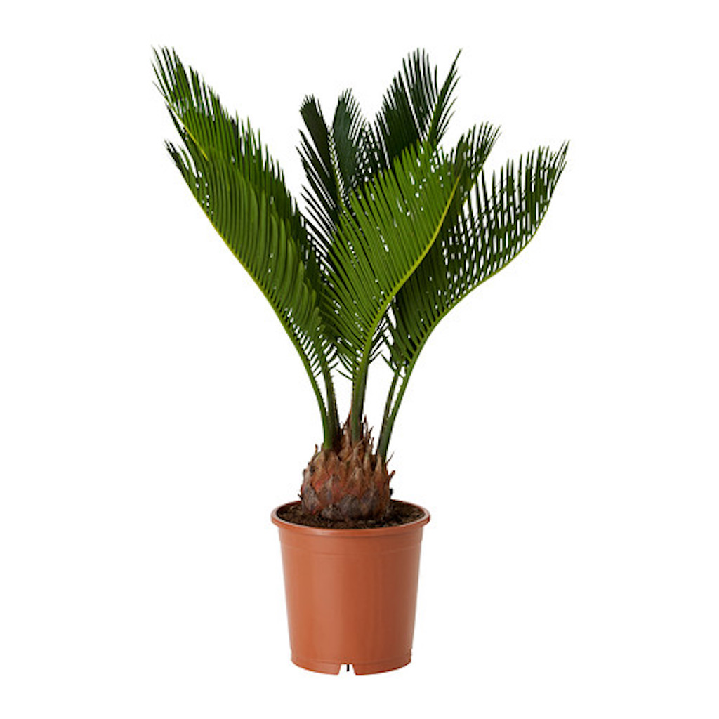 Cycas