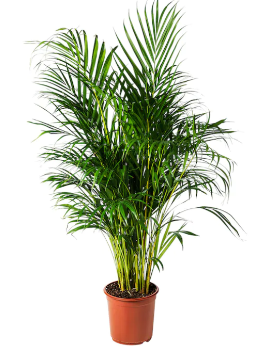 Dypsis Lutescens