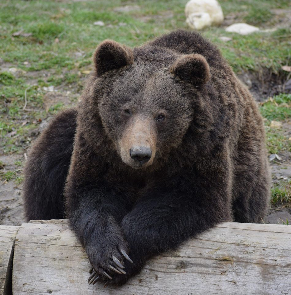 Gradina Zoo Brasov