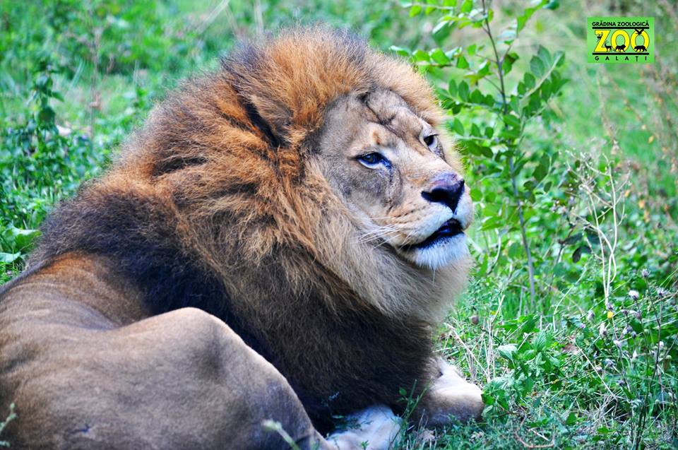 Gradina Zoo Galati