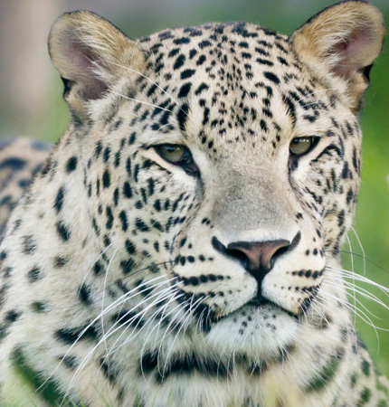 Gradina Zoo Oradea