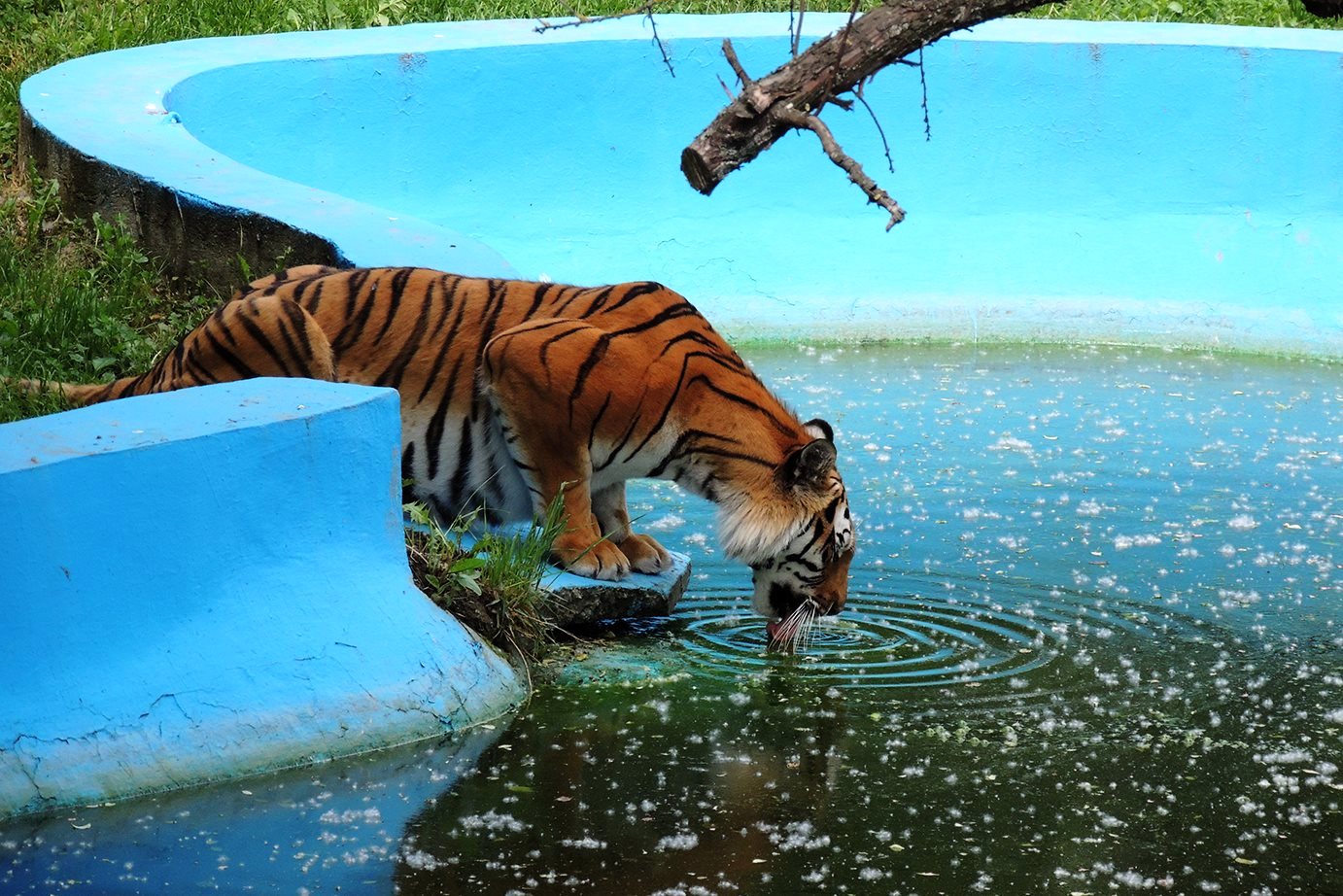 Gradina Zoo Pitesti