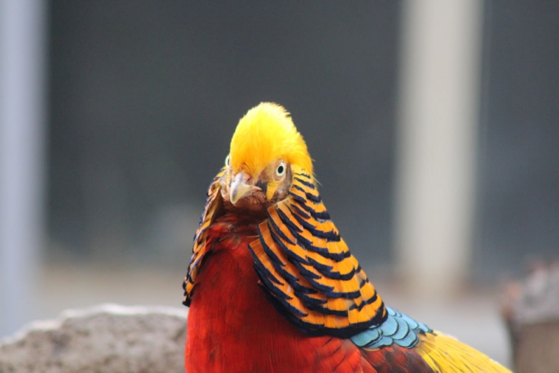 Gradina Zoo Tirgu Mures