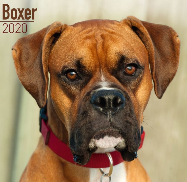 Calendar de perete cu caini Boxer