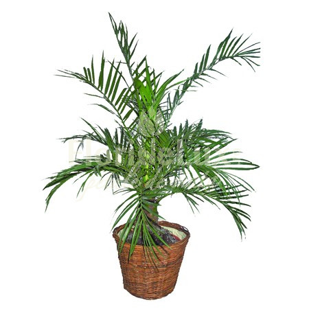 Phoenix Roebelienii