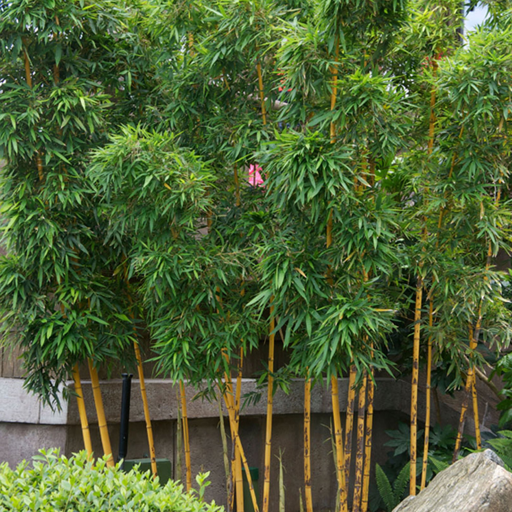Bambus galben-verzui