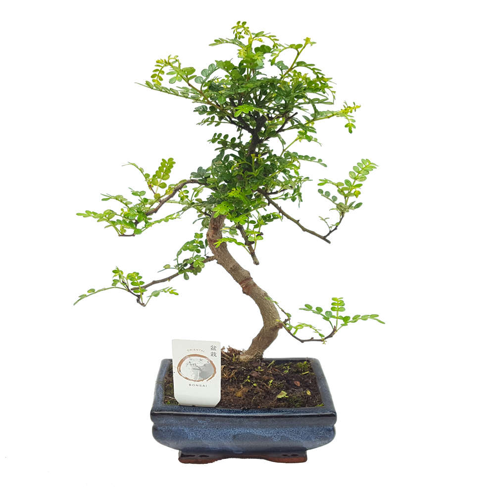 bonsai