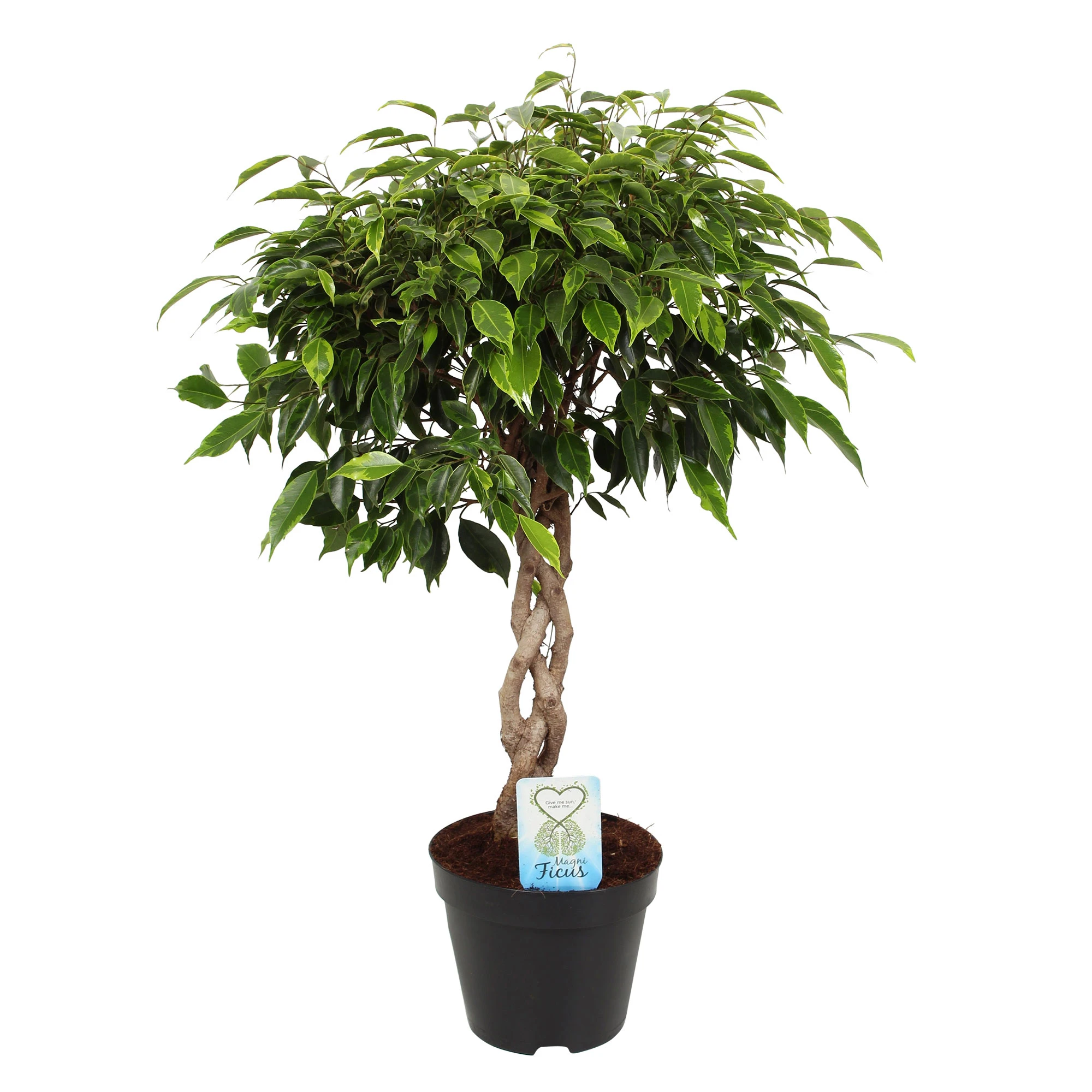 ficus